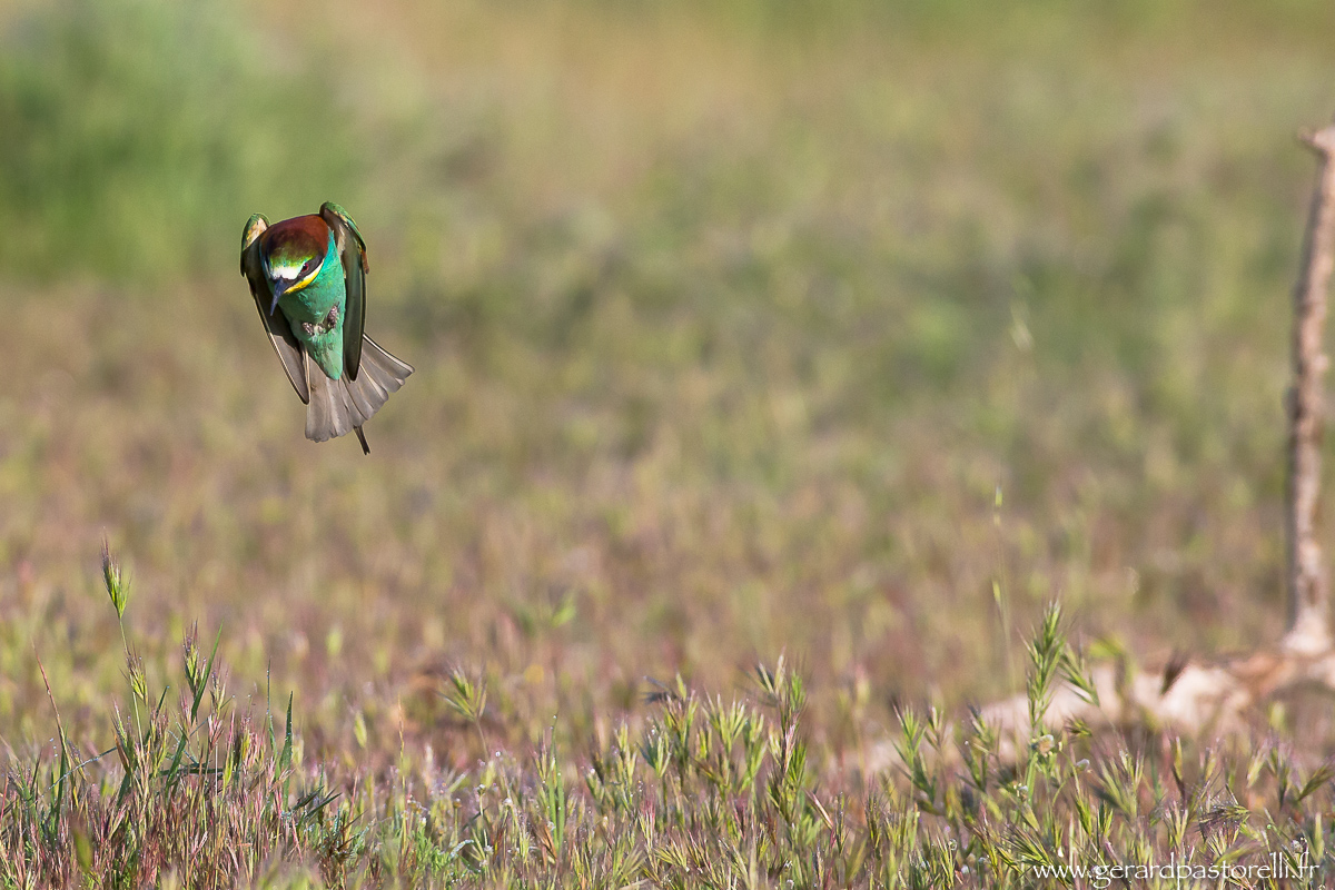 Bee eater 36